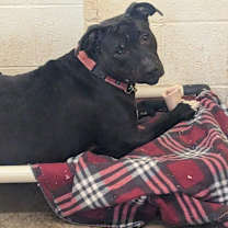 Thumbnail photo of Dixie (Sponsored) #3