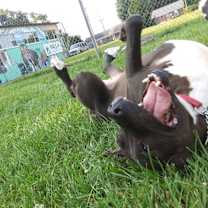 Thumbnail photo of Dixie (Sponsored) #4