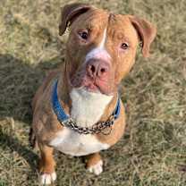 Thumbnail photo of Tyson - Sponsored #1