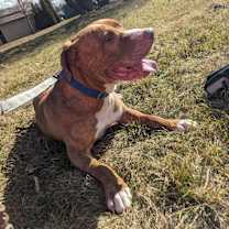 Thumbnail photo of Tyson - Sponsored #2