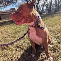 Thumbnail photo of Tyson - Sponsored #3