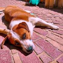 Thumbnail photo of Cleo- ** #1