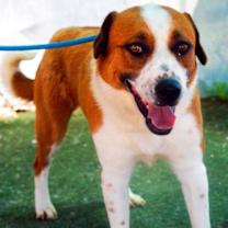 Thumbnail photo of Cleo- ** #2