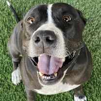 adopt-pet