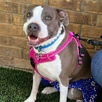 Thumbnail photo of Diva #3