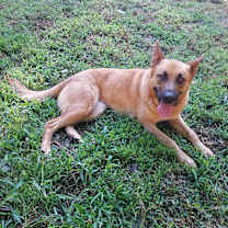 Thumbnail photo of Rosie #2