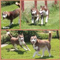 Thumbnail photo of Mario #1