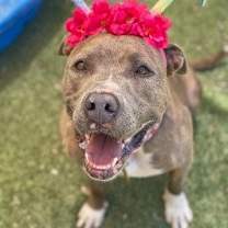 Thumbnail photo of Anubis #1