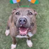 Thumbnail photo of Anubis #2