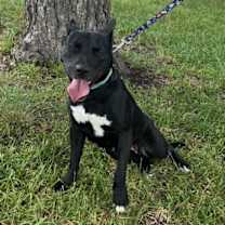 Thumbnail photo of Zelda #1