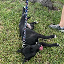 Thumbnail photo of Zelda #2