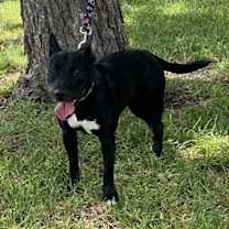 Thumbnail photo of Zelda #3