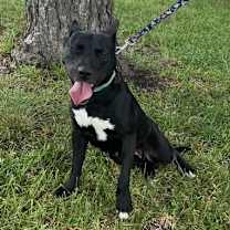 Thumbnail photo of Zelda #1