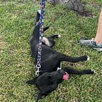 Thumbnail photo of Zelda #2