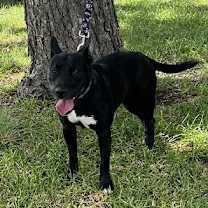 Thumbnail photo of Zelda #3