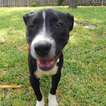 Thumbnail photo of Zoey #1