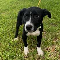 Thumbnail photo of Zoey #2