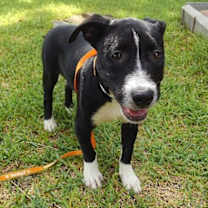 Thumbnail photo of Zoey #3