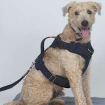 Thumbnail photo of BUDDY #1