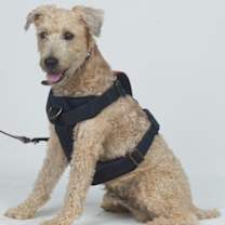 Thumbnail photo of BUDDY #4