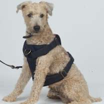 Thumbnail photo of BUDDY #2