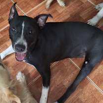 Thumbnail photo of Violet #3