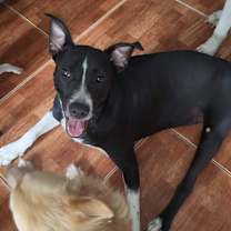 Thumbnail photo of Violet #4