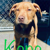 Thumbnail photo of Kane #2