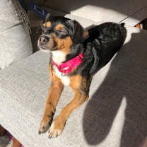 Thumbnail photo of Niko (aka Cooper) #4