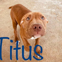 Thumbnail photo of Titus (Beefcake) #2