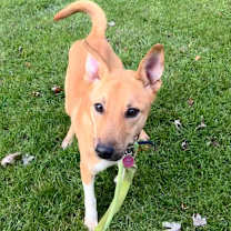 adopt-pet