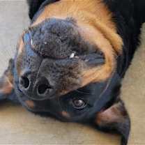 Thumbnail photo of Sweetie #3