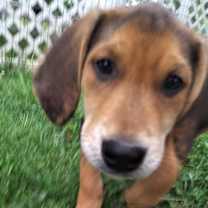 Thumbnail photo of Waylon #1