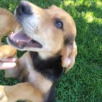 Thumbnail photo of Waylon #2