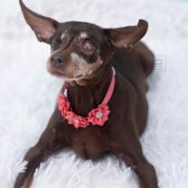 Thumbnail photo of Pebblez â Sweet Little Princess #3