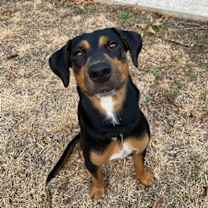 Thumbnail photo of boba #1