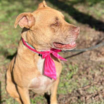 Thumbnail photo of Nile #1