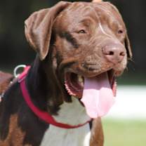 Thumbnail photo of Benji #1