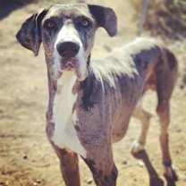 Thumbnail photo of Scooby #1