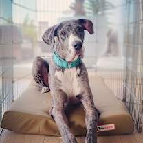 Thumbnail photo of Scooby #2