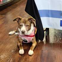 Thumbnail photo of Sundae #2