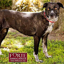 Thumbnail photo of Clover #4