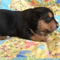 Thumbnail photo of Waylon #4
