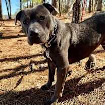 Thumbnail photo of Thaddeus #2