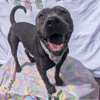 Thumbnail photo of Thaddeus #3