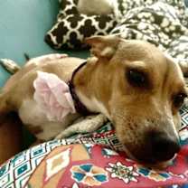 Thumbnail photo of Onyx (Gem Litter) #3