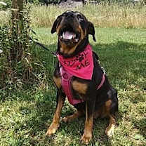 Thumbnail photo of Rosa #2