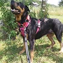 Thumbnail photo of Rosa #3