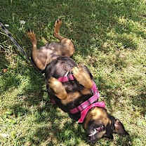 Thumbnail photo of Rosa #4