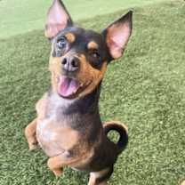 adopt-pet